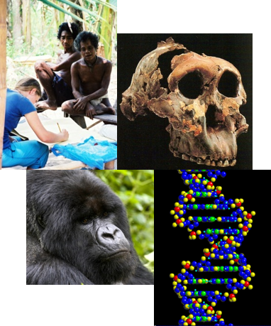 biological anthropology research topics