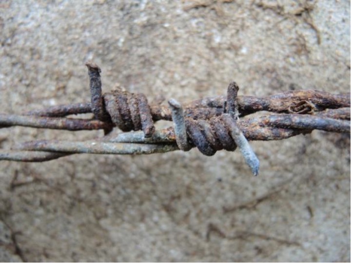 lw1.jpg