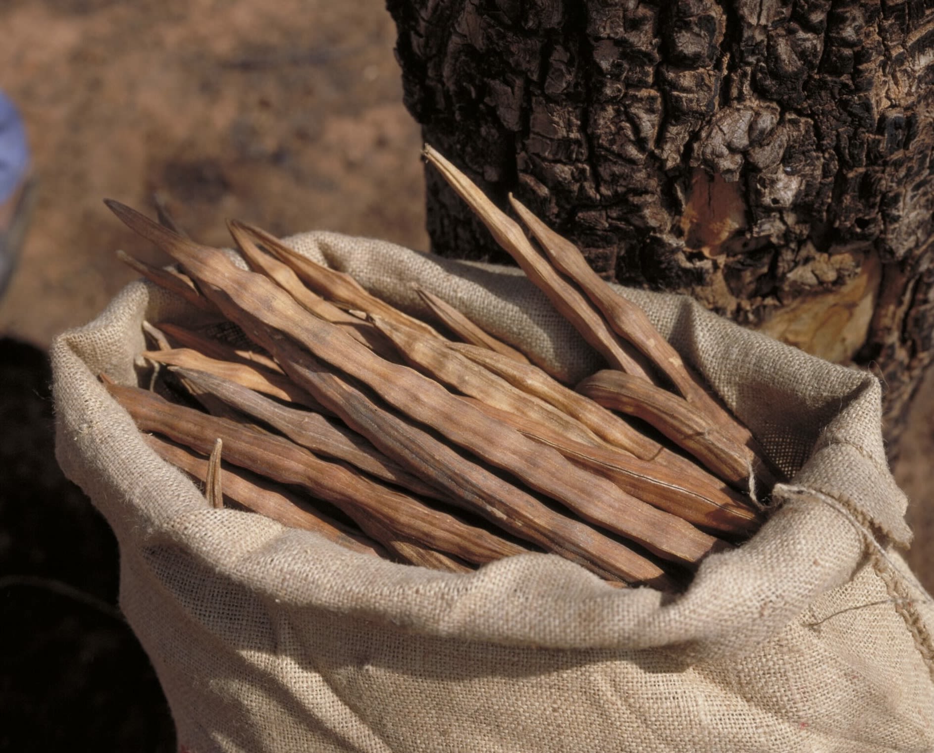 Horseradish tree (Moringa oleifera), one of archaeobotany’s ‘orphan’ crops. Image: RBG Kew