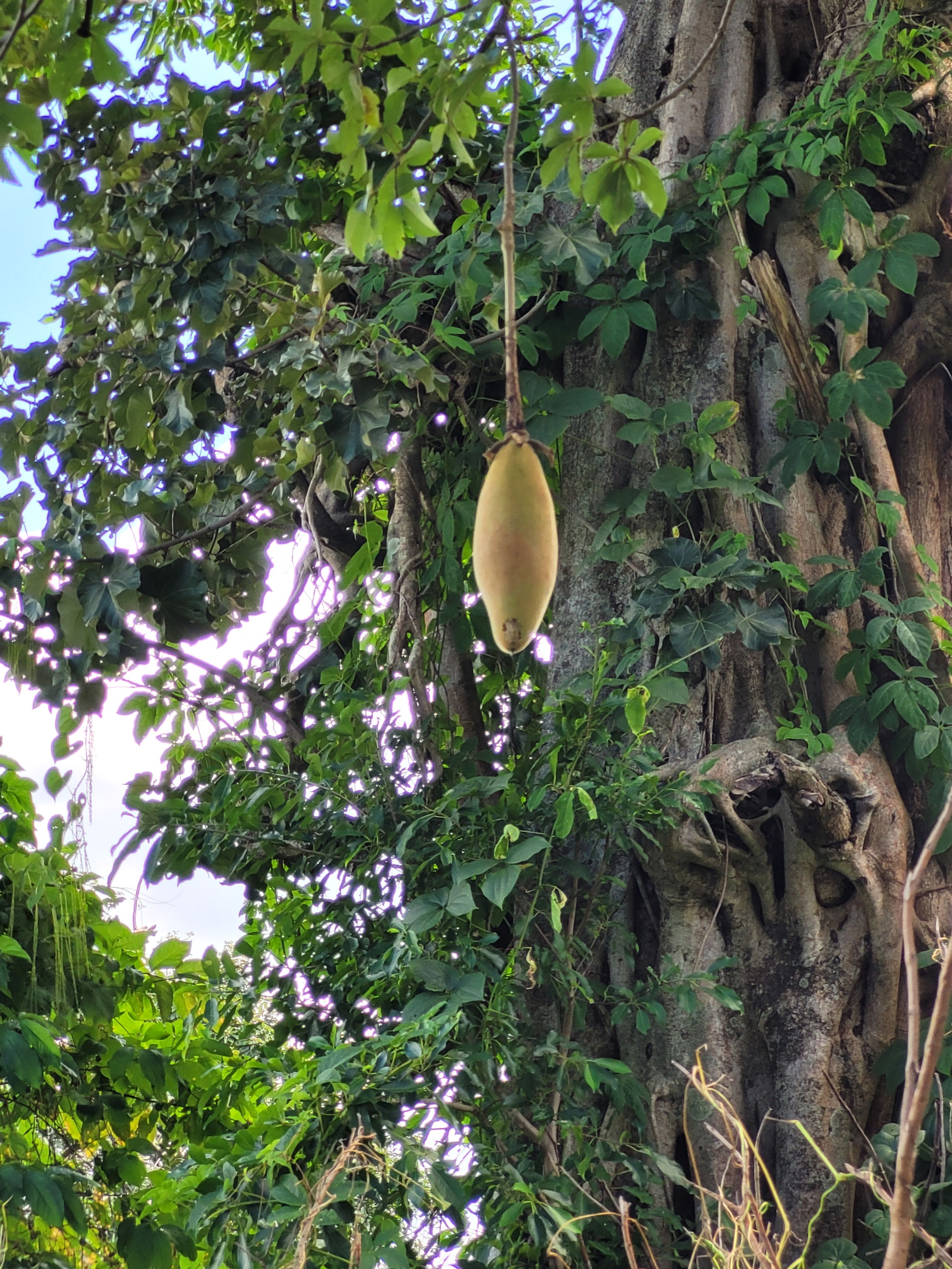 African baobab (Adansonia digitata), Guinea, West Africa. Image: Philippa Ryan