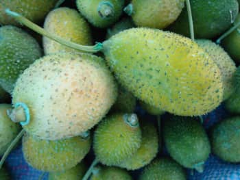 Spiny gourd (Momordica dioica), one of archaeobotany’s ‘orphan’ crops. Image: Dorian Fuller
