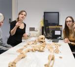 Archaeological Bones