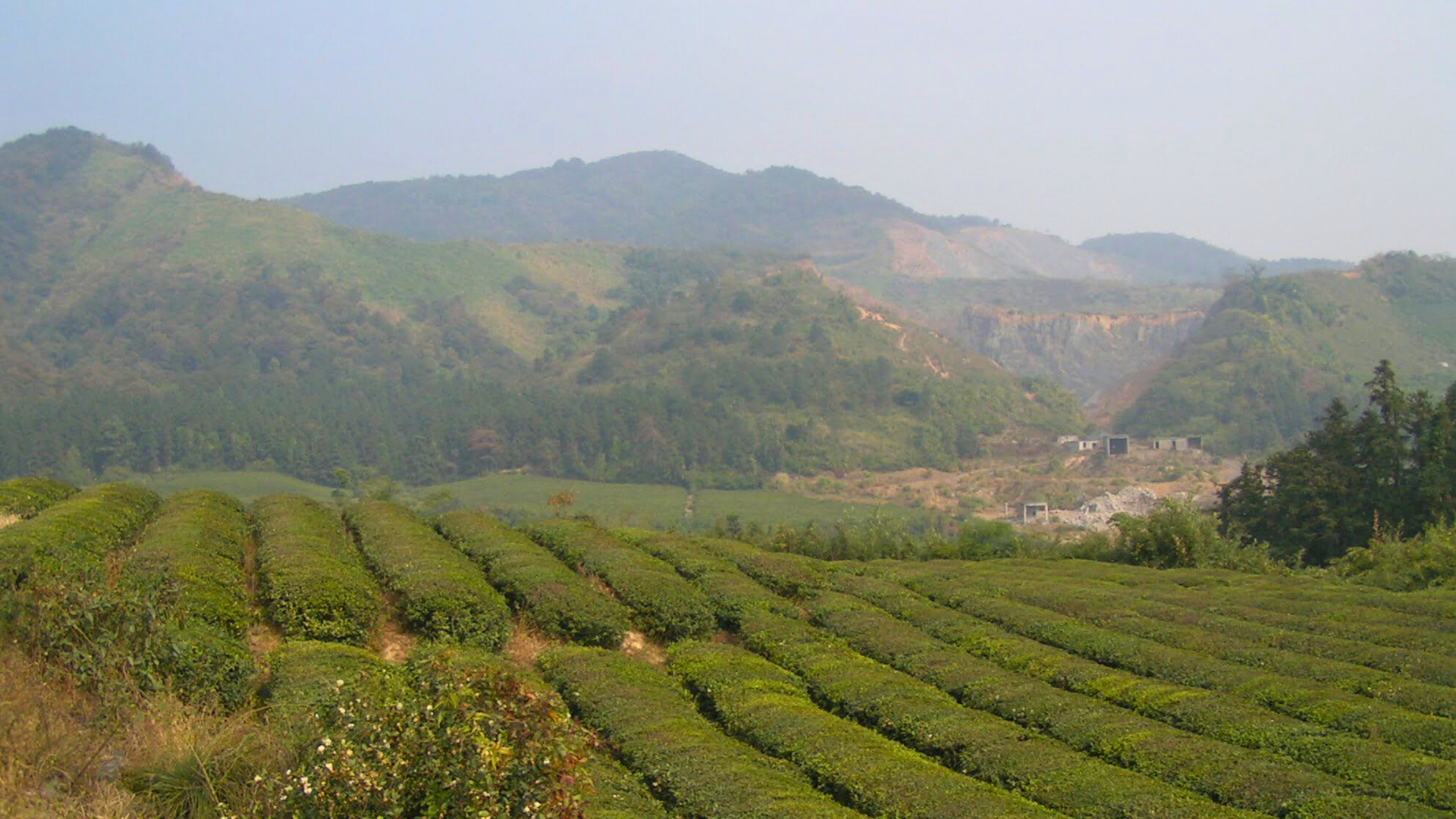 Tea plantation, Zhejinag