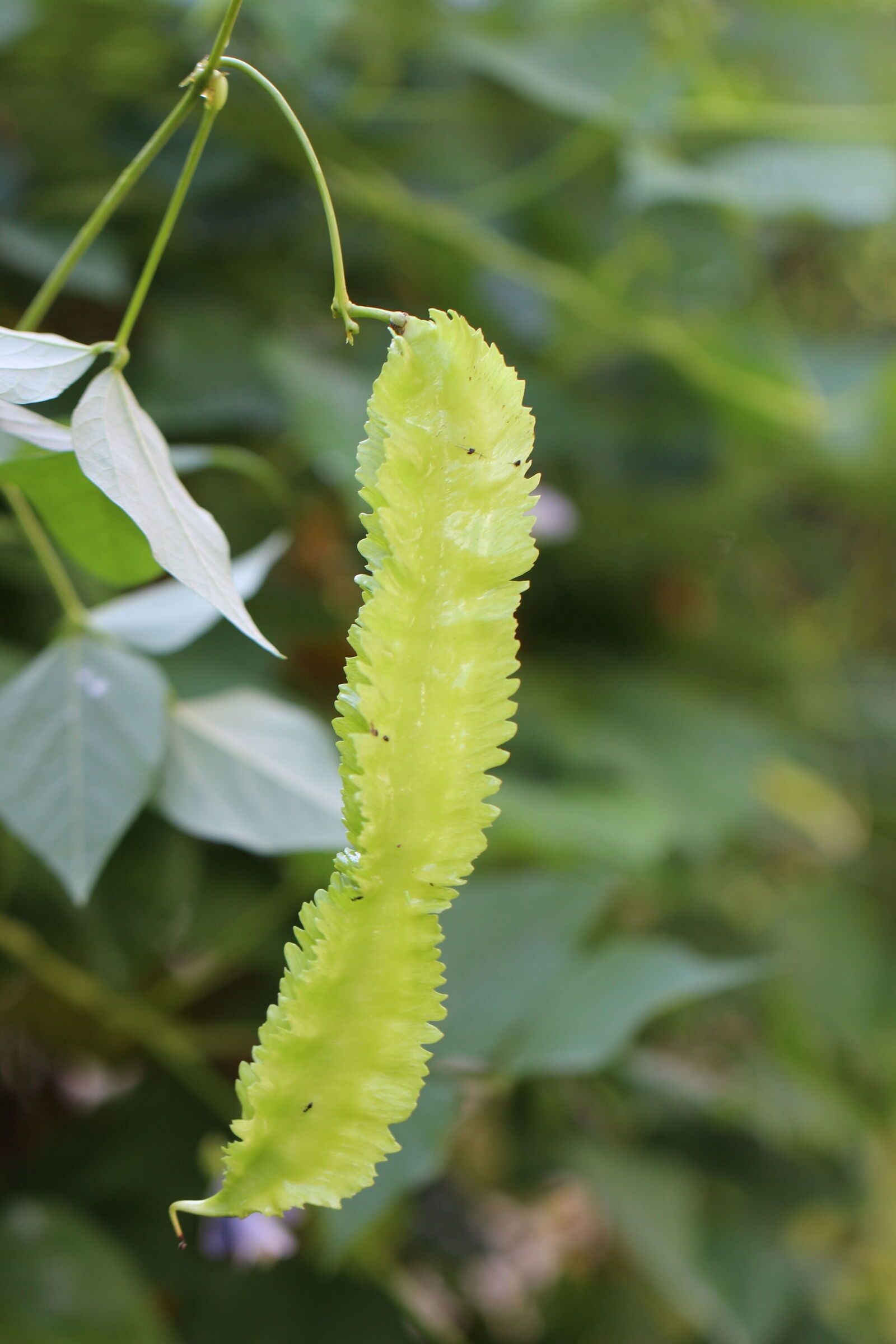 Winged bean (Psophocarpus tetragonolobus). Image by Pradeep Rajatewa