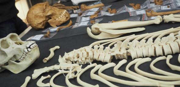 Biological Anthropology | Department of Archaeology